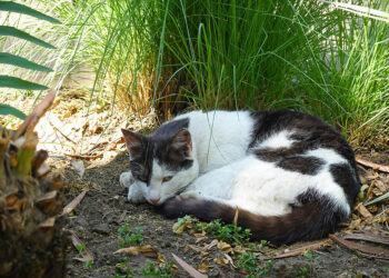 À Plérin un chat victime d un tir de carabine