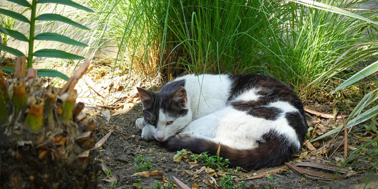 À Plérin un chat victime d un tir de carabine