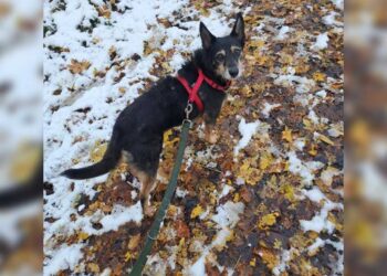 Appel aide pour retrouver Réglisse chienne maltraitée rêvant d'une vie meilleure enfuie