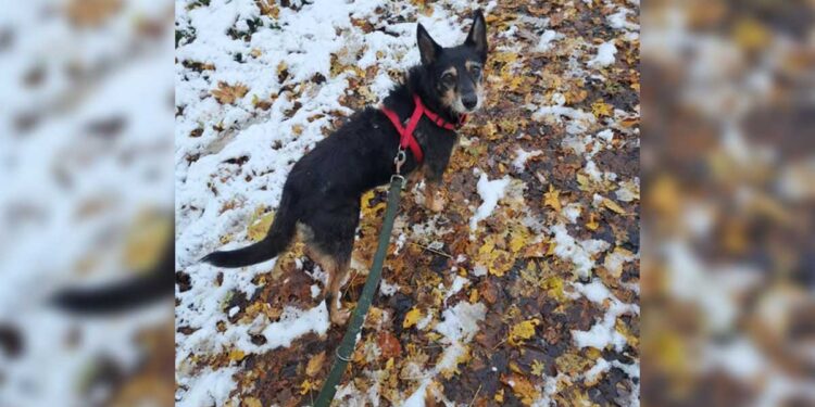 Appel aide pour retrouver Réglisse chienne maltraitée rêvant d'une vie meilleure enfuie