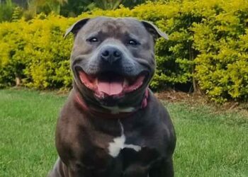 Ce Staffordshire simule une blessure de manière hilarante pour éviter une promenade