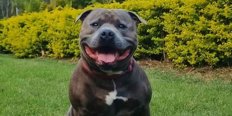 Ce Staffordshire simule une blessure de manière hilarante pour éviter une promenade