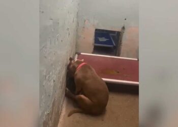 Cette photo déchirante d une chienne résignée dans son refuge déclenche une incroyable chaîne de solidarité