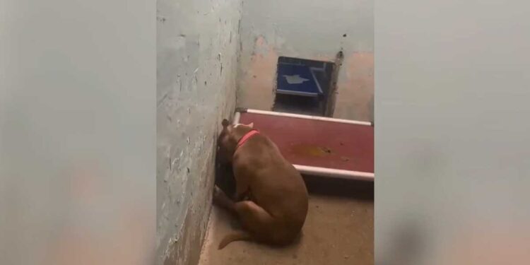 Cette photo déchirante d une chienne résignée dans son refuge déclenche une incroyable chaîne de solidarité