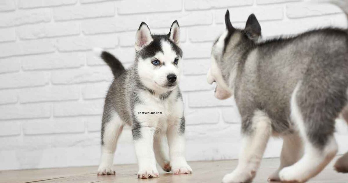 Chiots Husky soins de base alimentation éducation