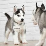 Chiots Husky: soins de base, alimentation, éducation