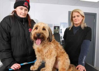 Chirurgie d urgence pour un chien après avoir avalé une balle qui n était pas un jouet