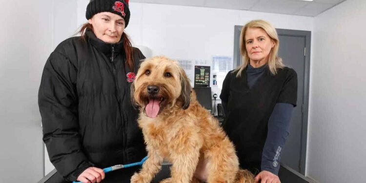Chirurgie d urgence pour un chien après avoir avalé une balle qui n était pas un jouet