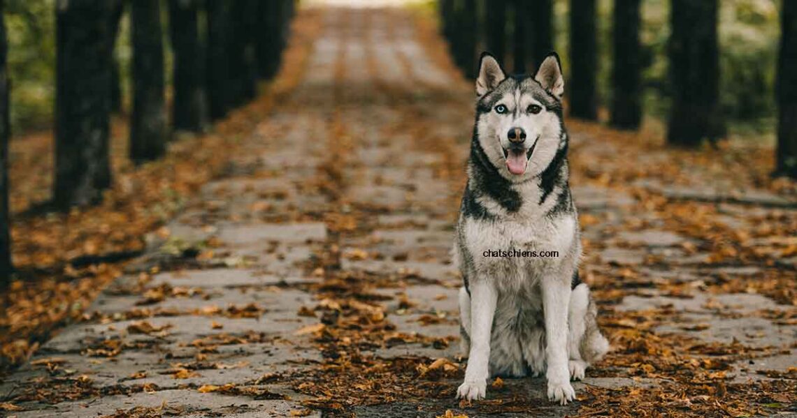 Comment prendre soin d'un chien husky ?