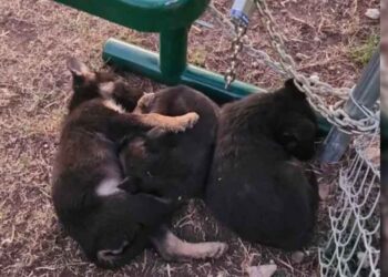 Des chiots abandonnés par un froid glacial trouvent chaleur et amour grâce aux sauveteurs