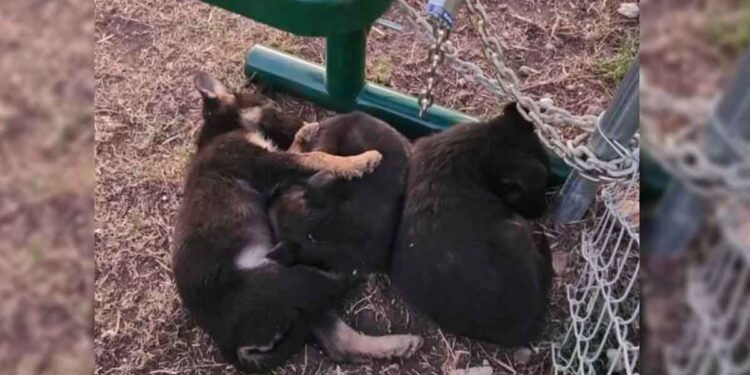 Des chiots abandonnés par un froid glacial trouvent chaleur et amour grâce aux sauveteurs