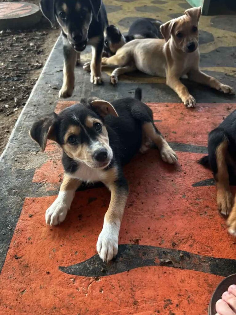 Des chiots assoiffés et infestés de tiques, abandonnés devant un refuge, trouvent une nouvelle chance de bonheur