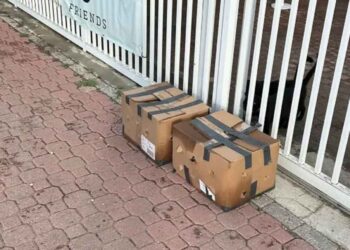 Des chiots assoiffés et infestés de tiques, abandonnés devant un refuge, trouvent une nouvelle chance de bonheur