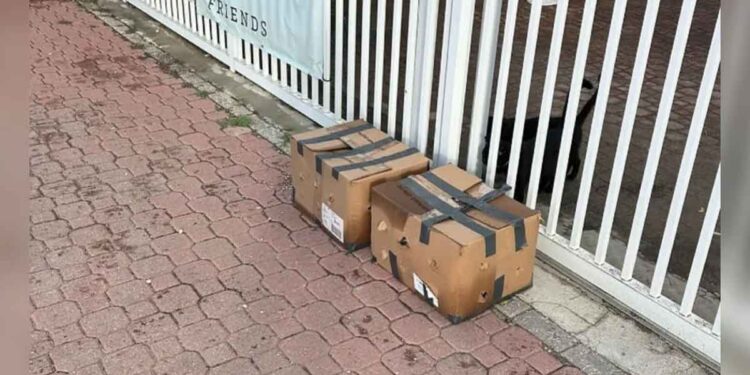 Des chiots assoiffés et infestés de tiques, abandonnés devant un refuge, trouvent une nouvelle chance de bonheur