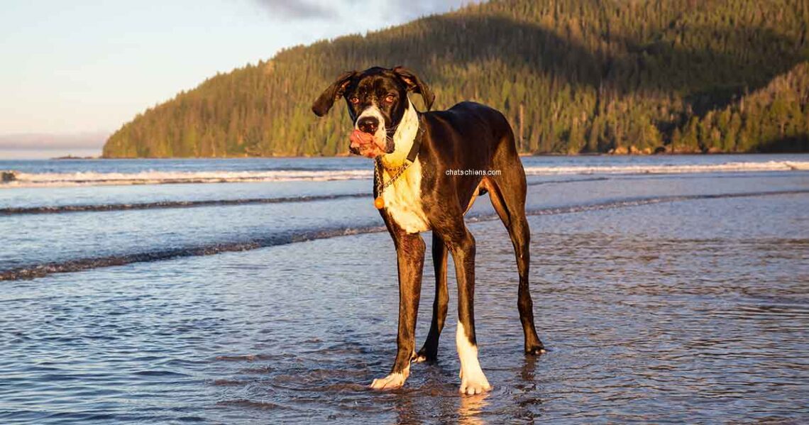 Dysplasie de la hanche chez les chiens