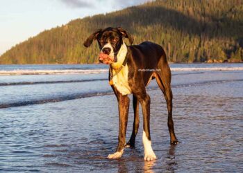 Dysplasie de la hanche chez les chiens | Symptômes, causes, prévention 20 Dysplasie de la hanche chez les chiens