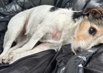 Jetée sur le périphérique, Ninja, petite Jack Russell, retrouvée à 230 km de chez elle
