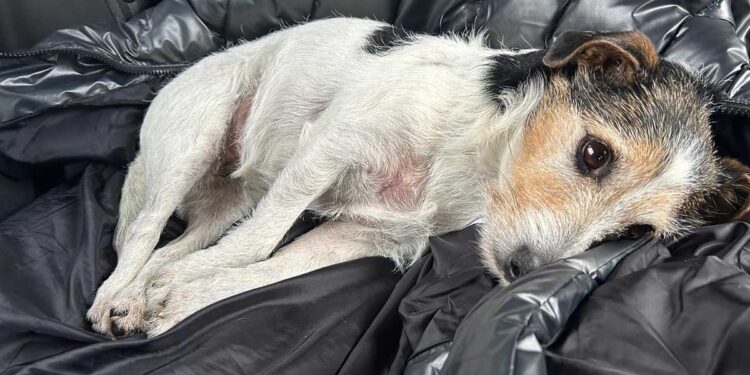 Jetée sur le périphérique, Ninja, petite Jack Russell, retrouvée à 230 km de chez elle