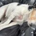Jetée sur le périphérique, Ninja, petite Jack Russell, retrouvée à 230 km de chez elle