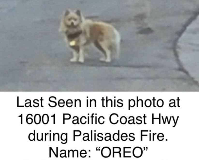 Le moment où un homme retrouve en larmes son chien qui a survécu aux incendies de Los Angeles 2 Le moment où un homme retrouve en larmes son chien qui a survécu aux incendies de Los Angeles