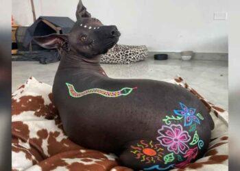 Les gens étaient dégoûtés par ce chien sans poils alors sa propriétaire en a fait une œuvre d art