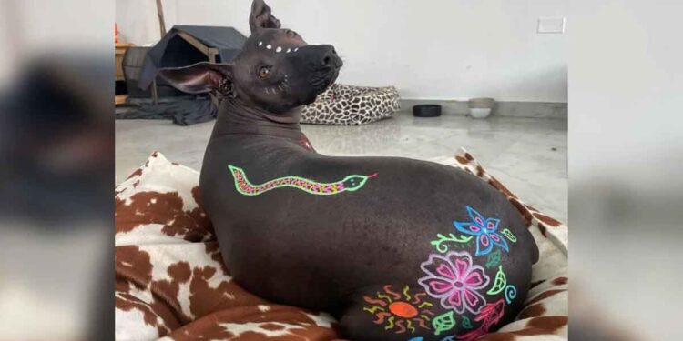 Les gens étaient « dégoûtés » par ce chien sans poils, alors sa propriétaire en a fait une œuvre d'art 1 Les gens étaient dégoûtés par ce chien sans poils alors sa propriétaire en a fait une œuvre d art