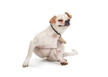 Les puces de chien peuvent causer plus que des démangeaisons 29 Les puces de chien peuvent causer plus que des démangeaisons