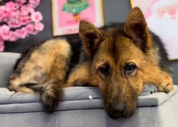 Les sauveteurs envoient un message puissant au propriétaire qui a abandonné un chiot berger allemand malade