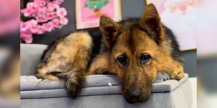 Les sauveteurs envoient un message puissant au propriétaire qui a abandonné un chiot berger allemand malade