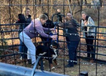 Perdue depuis six mois, la chienne Trixie est enfin sauvée grâce à un enclos de fortune