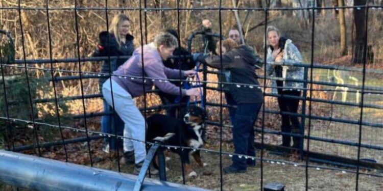 Perdue depuis six mois, la chienne Trixie est enfin sauvée grâce à un enclos de fortune