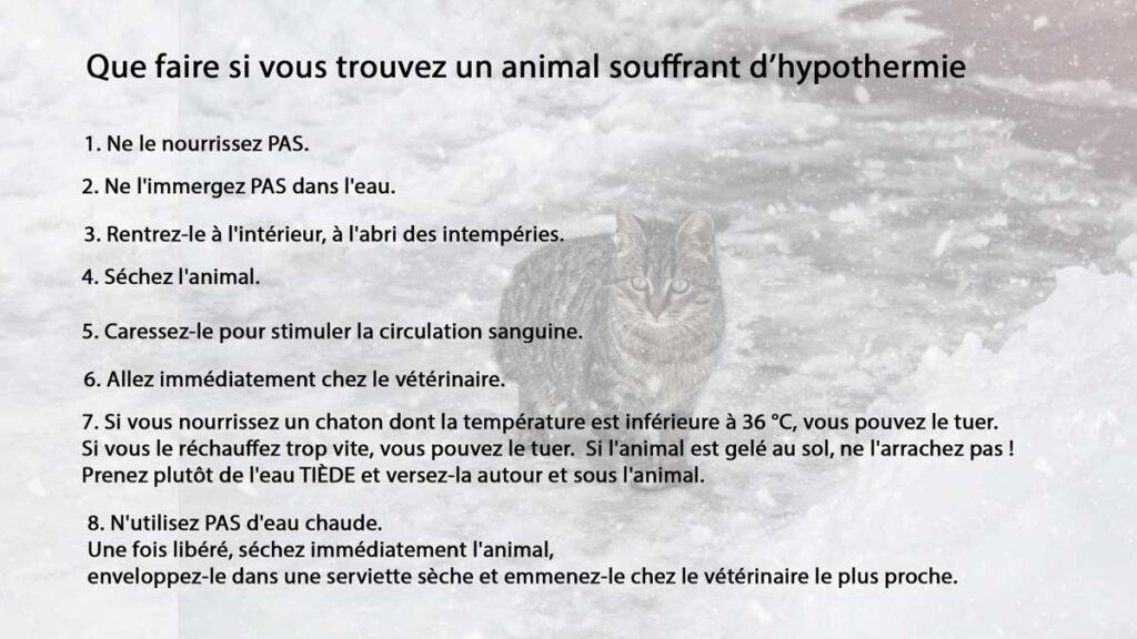 Que-faire-si-vous-trouvez-un-animal-souffrant-hypothermie