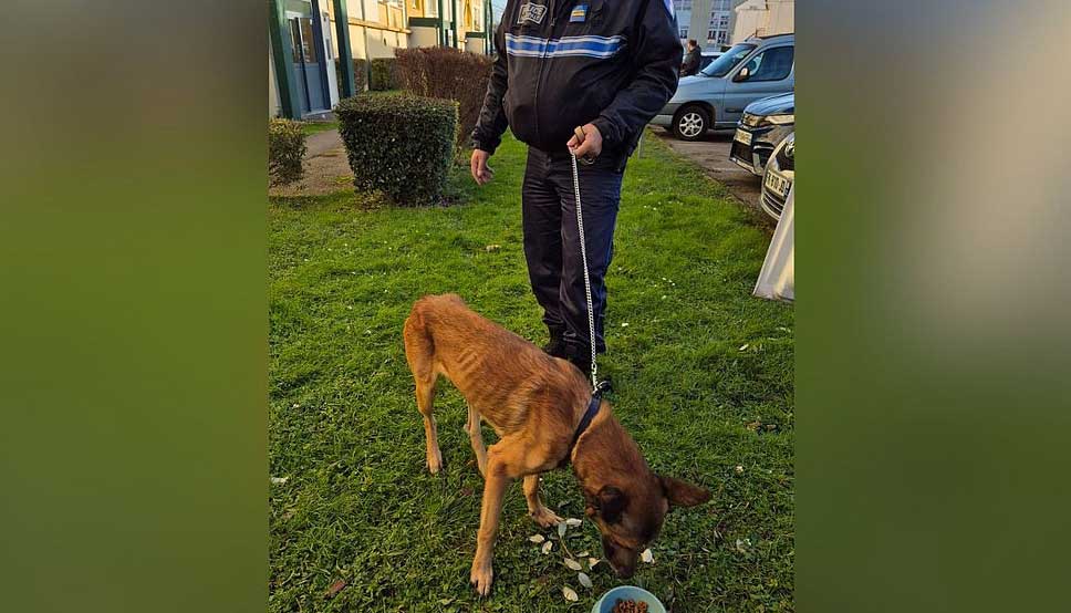 Aisne : Rex, un chien abandonné, sauvé après cinq jours sans eau ni nourriture 2 Rex, un chien abandonné, sauvé après cinq jours sans eau ni nourriture