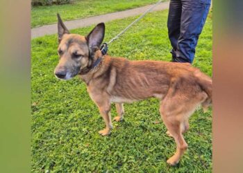 Rex, un chien abandonné, sauvé après cinq jours sans eau ni nourriture