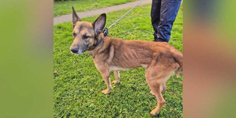 Rex, un chien abandonné, sauvé après cinq jours sans eau ni nourriture
