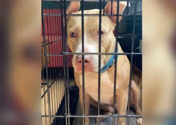 Ue chienne est restée assise dans une cage pendant 4 ans