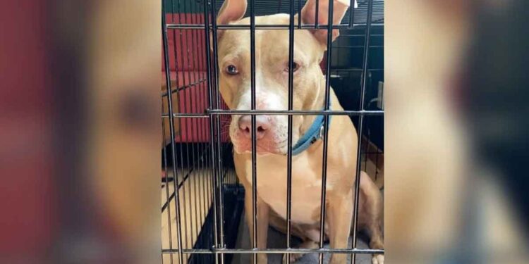 Ue chienne est restée assise dans une cage pendant 4 ans — elle a maintenant besoin de quelqu'un qui comprenne son anxiété 1 Ue chienne est restée assise dans une cage pendant 4 ans