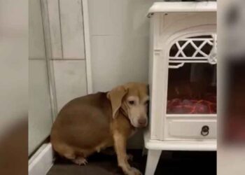 Un beagle terrifié retrouve espoir et amour après avoir rencontré les bonnes personnes