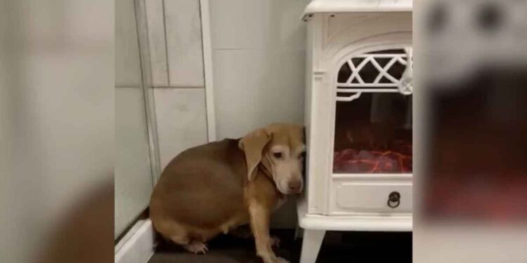 Un beagle terrifié retrouve espoir et amour après avoir rencontré les bonnes personnes