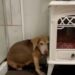 Un beagle terrifié retrouve espoir et amour après avoir rencontré les bonnes personnes