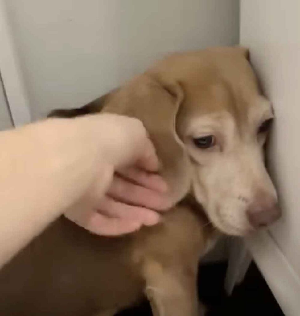 Un beagle terrifié retrouve espoir et amour après avoir rencontré les bonnes personnes