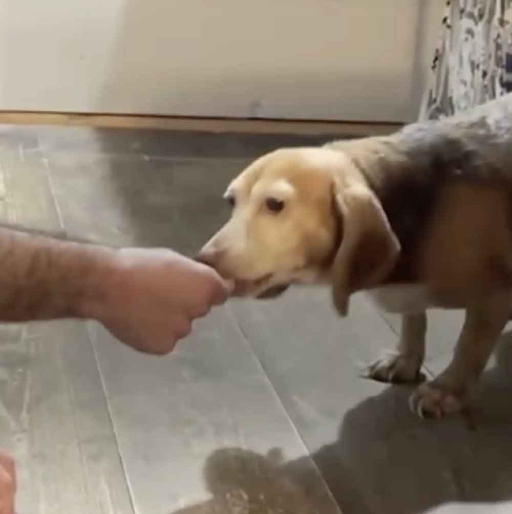 Un beagle terrifié retrouve espoir et amour après avoir rencontré les bonnes personnes