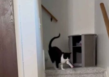 Un chat offre chaque soir le même cadeau inhabituel à ses propriétaires