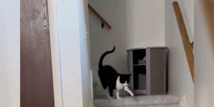 Un chat offre chaque soir le même cadeau inhabituel à ses propriétaires