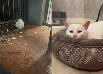 Un chat qui essaie de se faire secourir depuis près de six mois a enfin obtenu ce qu il voulait cet hiver