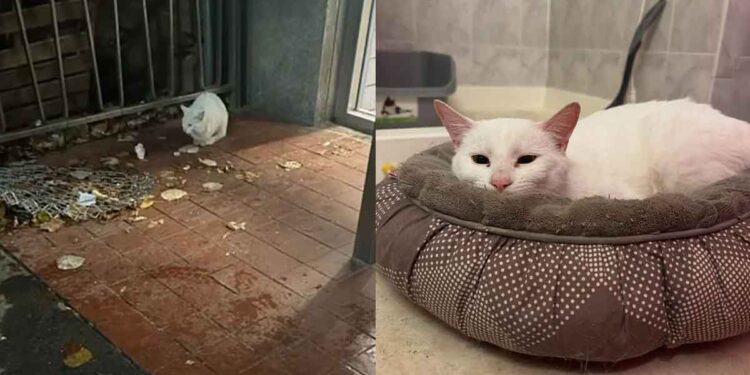 Un chat qui essaie de se faire secourir depuis près de six mois a enfin obtenu ce qu il voulait cet hiver