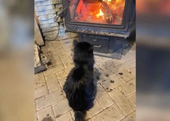 Un chat sans abri implore d entrer et trouve chaleur et réconfort près du feu