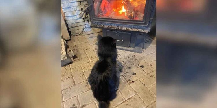 Un chat sans abri implore d entrer et trouve chaleur et réconfort près du feu