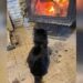 Un chat sans abri implore d entrer et trouve chaleur et réconfort près du feu