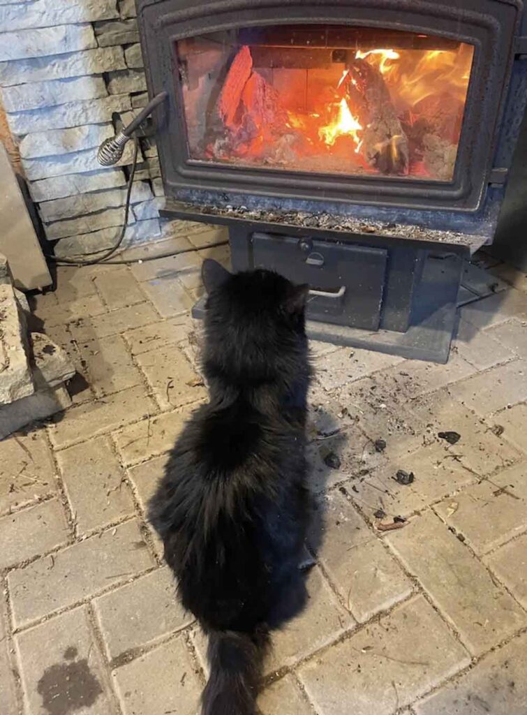 Un chat sans abri implore d entrer et trouve chaleur et réconfort près du feu